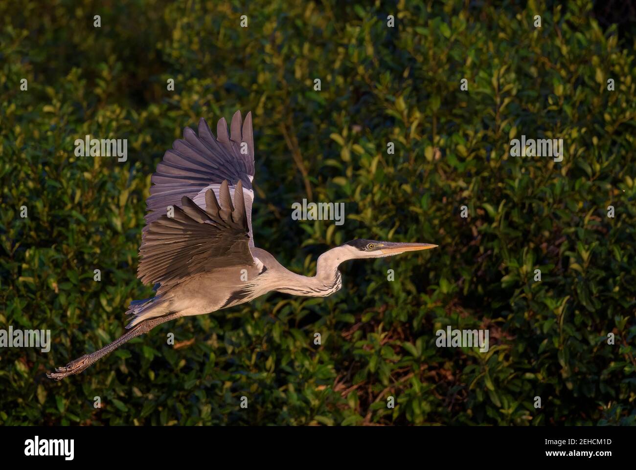 Cocoi heron (Ardea cocoi) in flight with green foliage behind, flying right Stock Photo