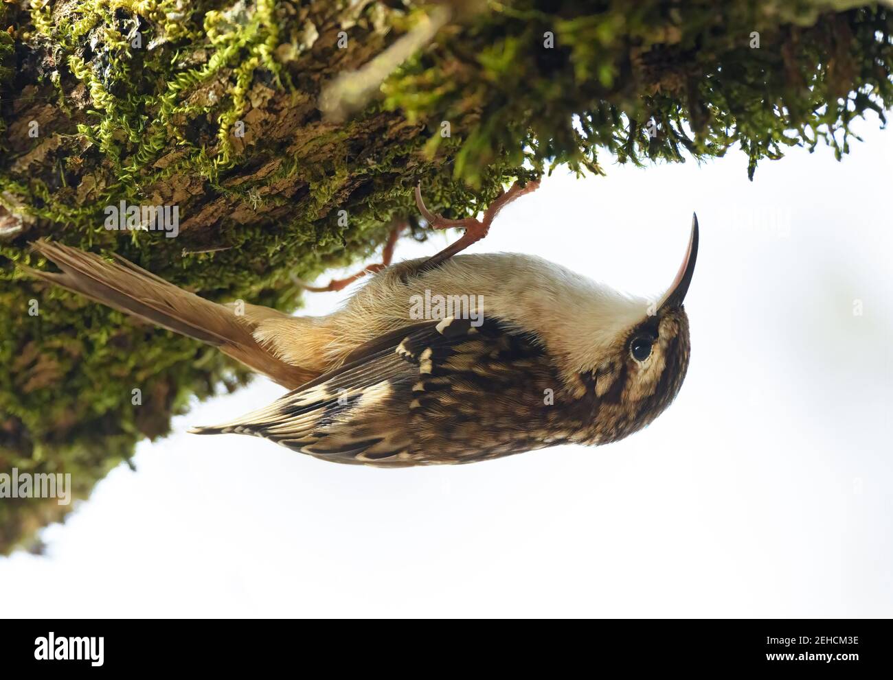 Brown Creeper (Certhia americana) hanging upside down from a mossy tree branch Stock Photo