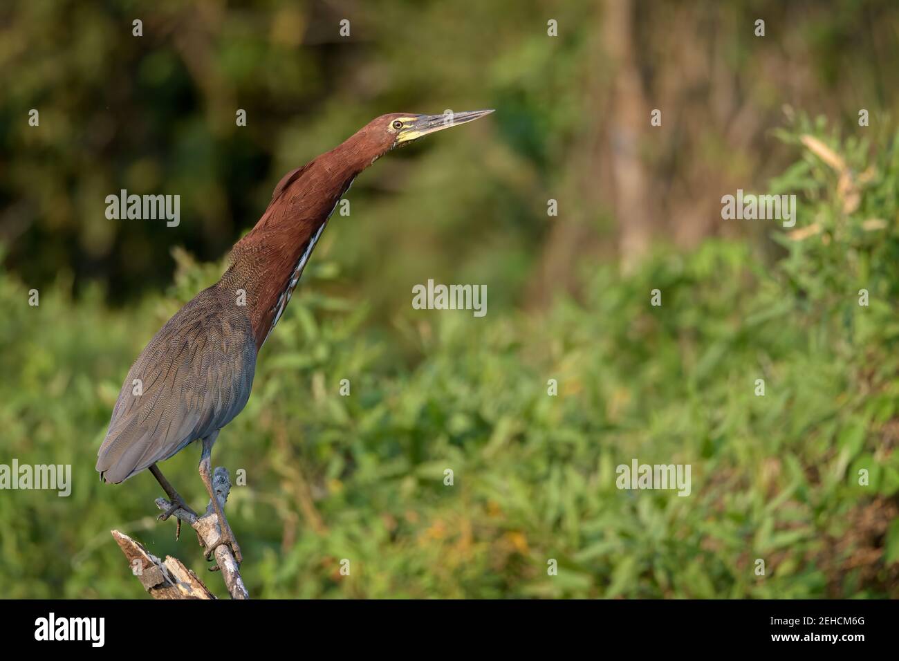 Rufescent tiger heron (Tigrisoma lineatum) perched in wetlands looking right Stock Photo