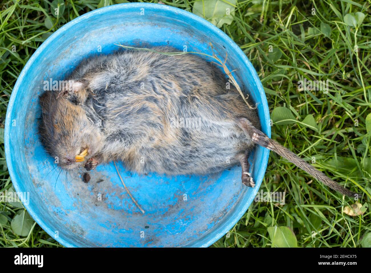 Vole trap 5 Stock Photo - Alamy