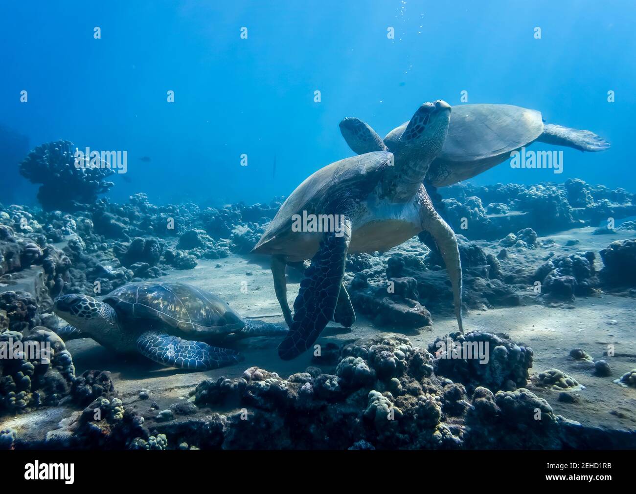 Hawaiian green sea turtles relaxing on reef cleaning station in underwater image. Stock Photo