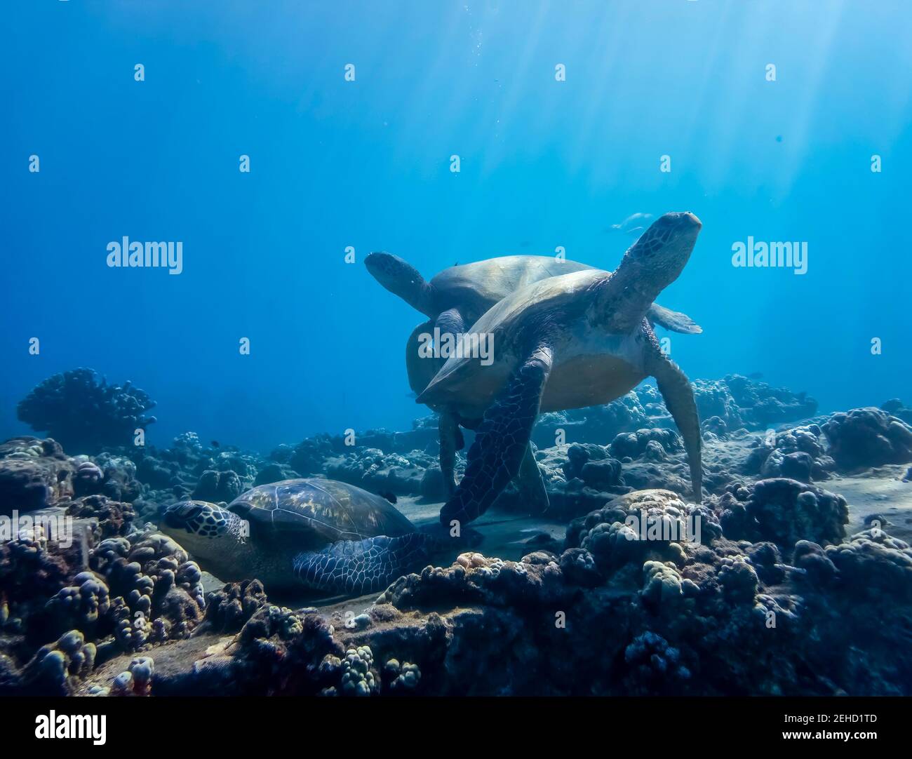 Group of Hawaiian green sea turtles relaxing on underwater reef in rays of light. Stock Photo