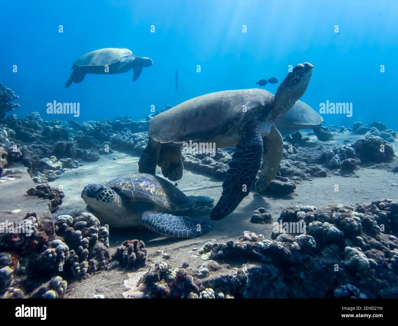 Group of sea turtles with corals and reef gathered underwater in tropics. Stock Photo