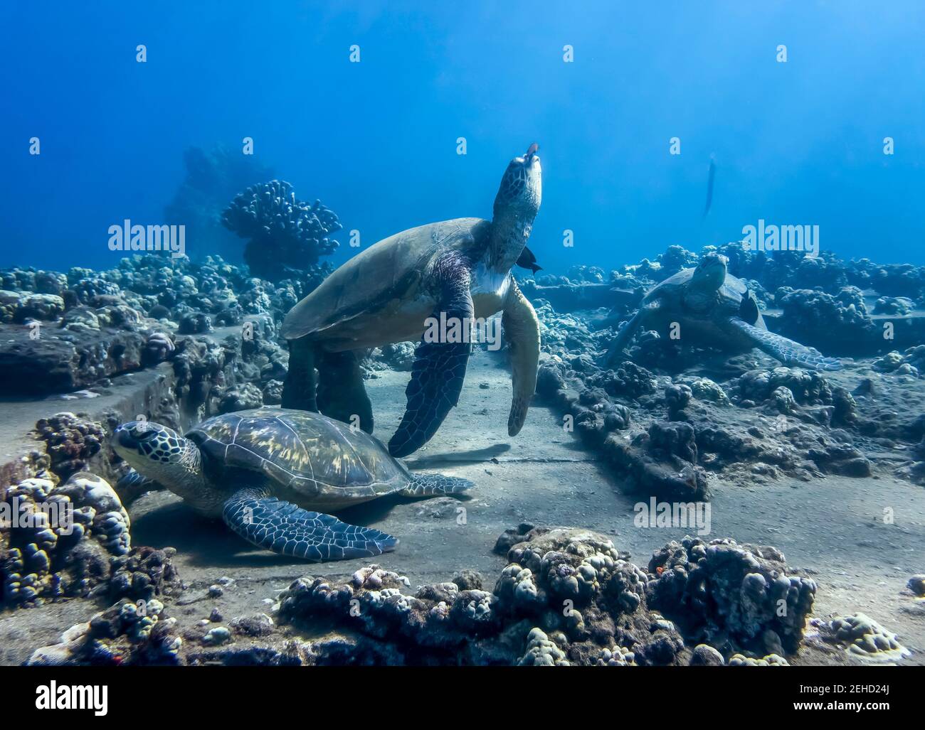 Group of Hawaiian green sea turtles gathered at cleaning station with fish and coral on reef. Stock Photo