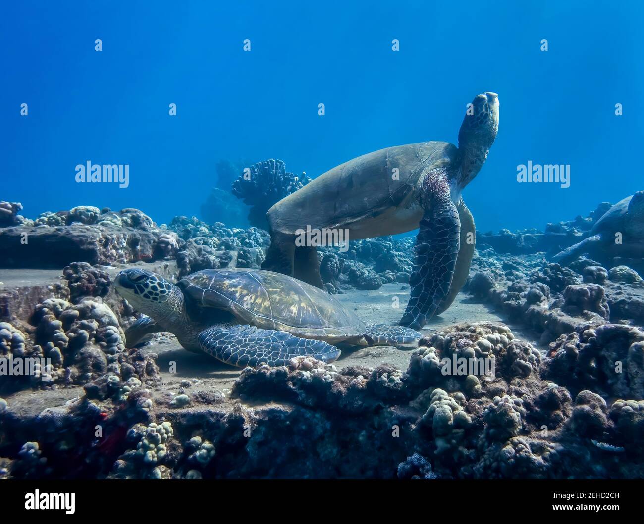 Hawaiian green sea turtles gathered on underwater coral reef in tropical ocean. Stock Photo