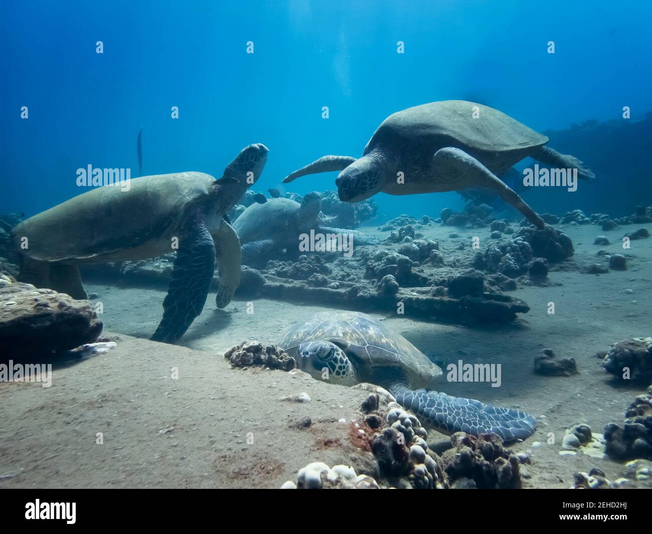 Group of Hawaiian green sea turtles gathered together on coral reef underwater with fish. Stock Photo