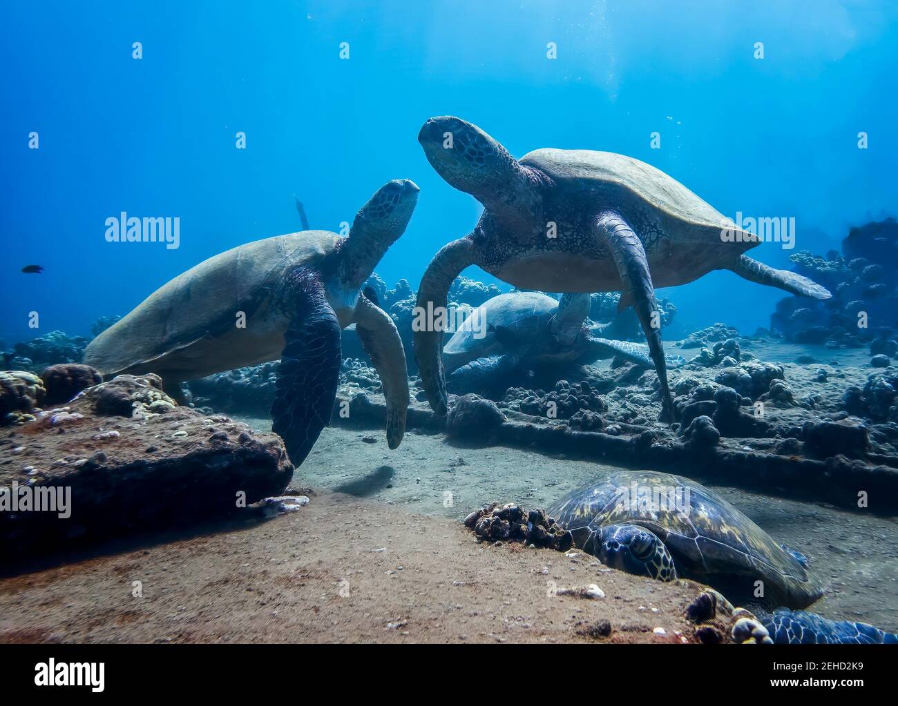 Group of sea turtles relaxing on coral reef underwater in Hawaii. Stock Photo