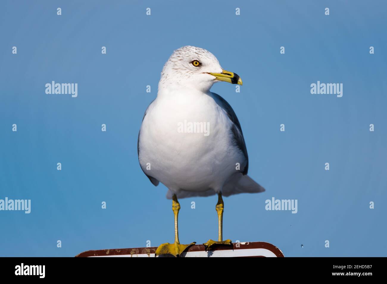 Bird with yellow ring around eyes hires stock photography and images