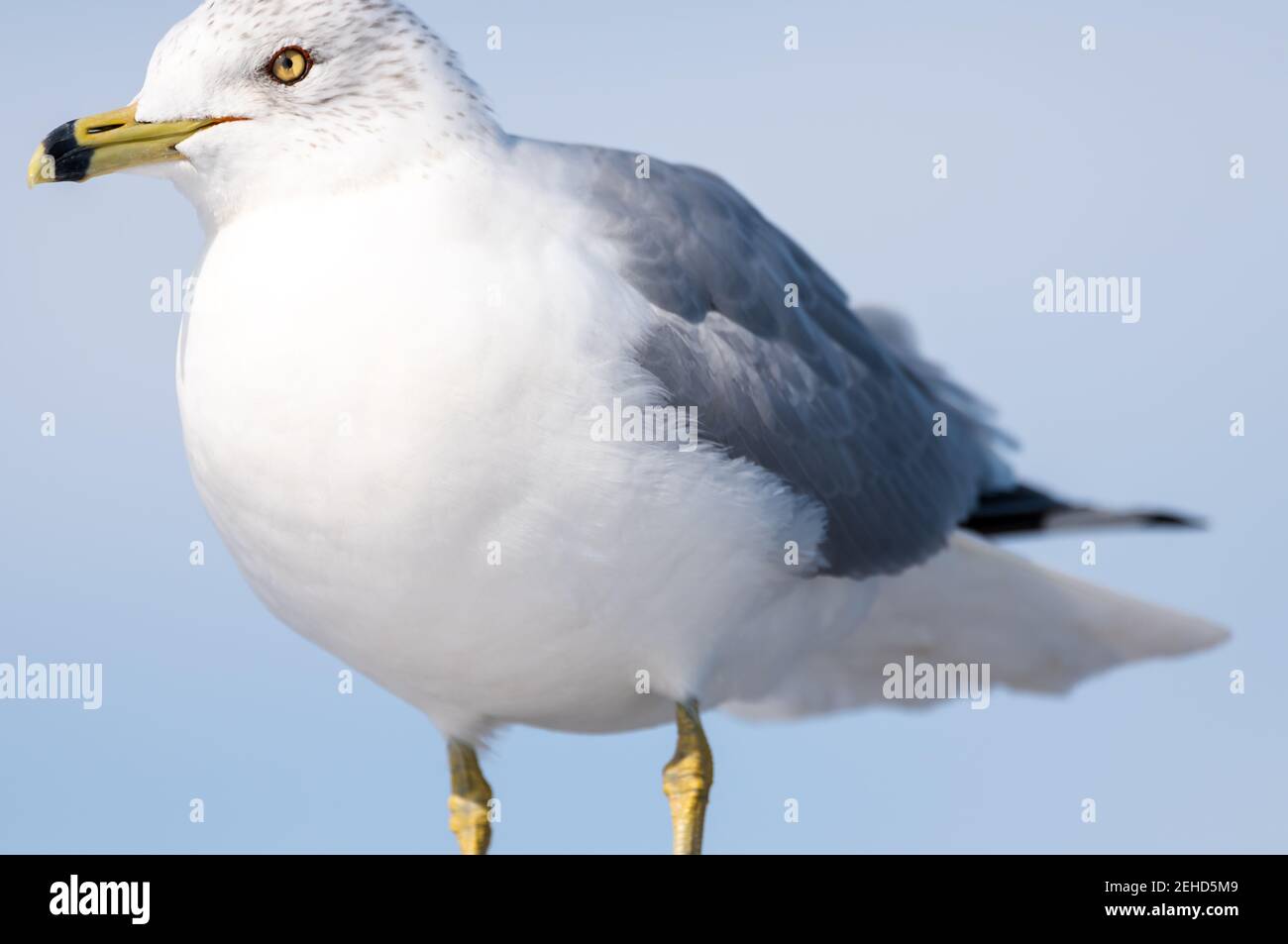 Bird with yellow ring around eyes hires stock photography and images