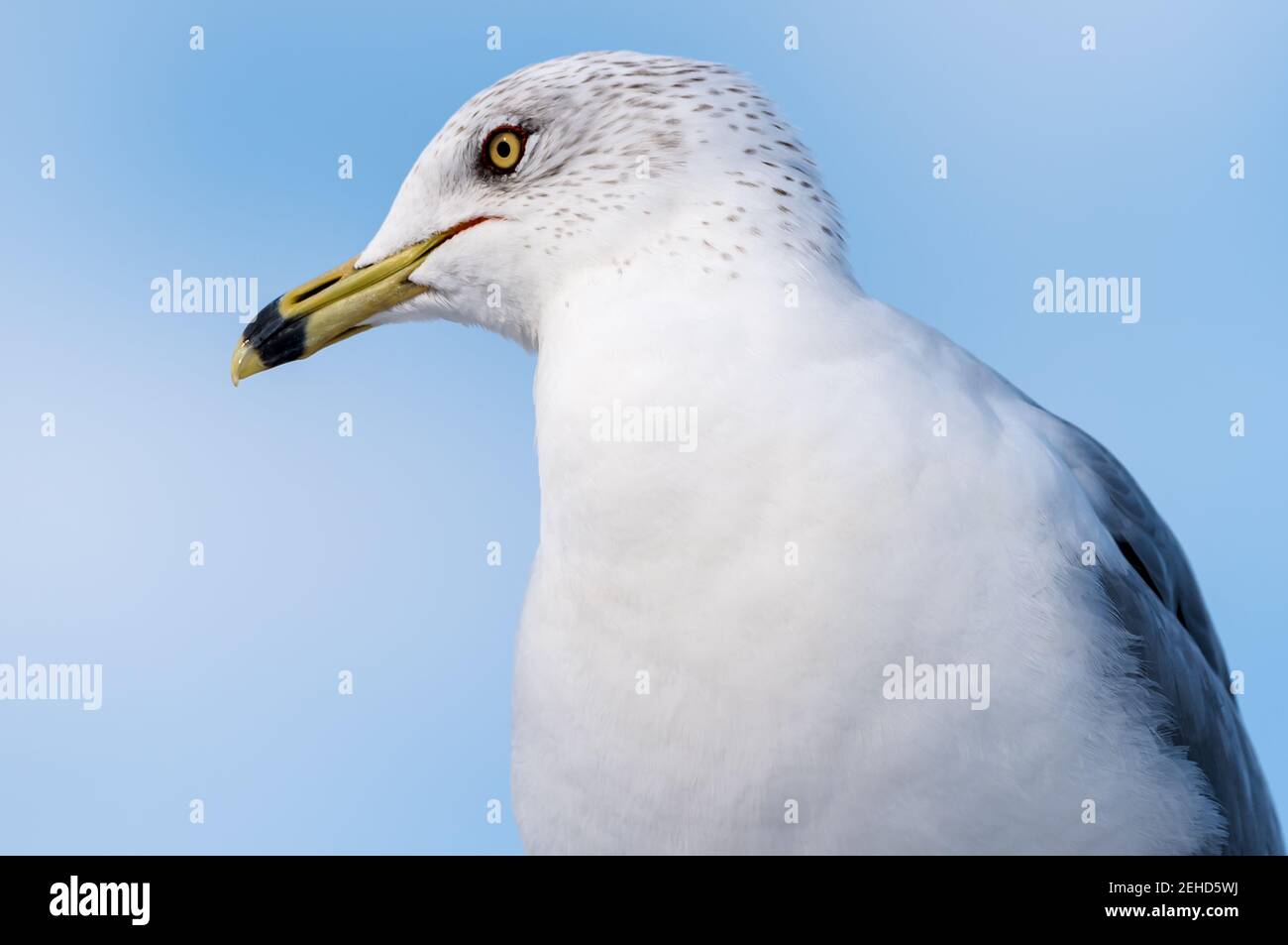 Bird with yellow ring around eyes hires stock photography and images