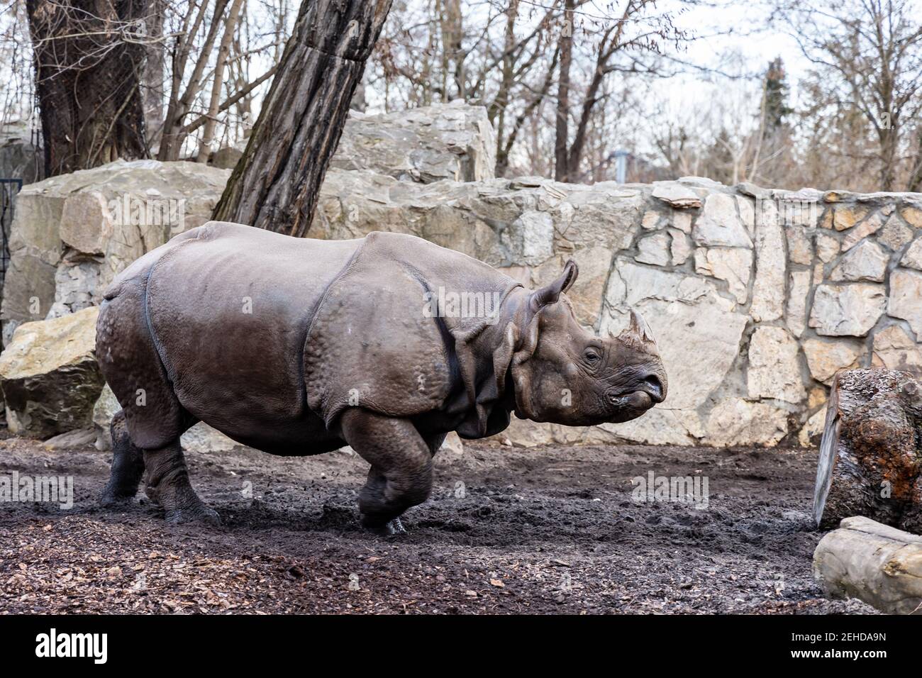 Huge rhinoceros Rhinocerotidae running on big square Stock Photo - Alamy