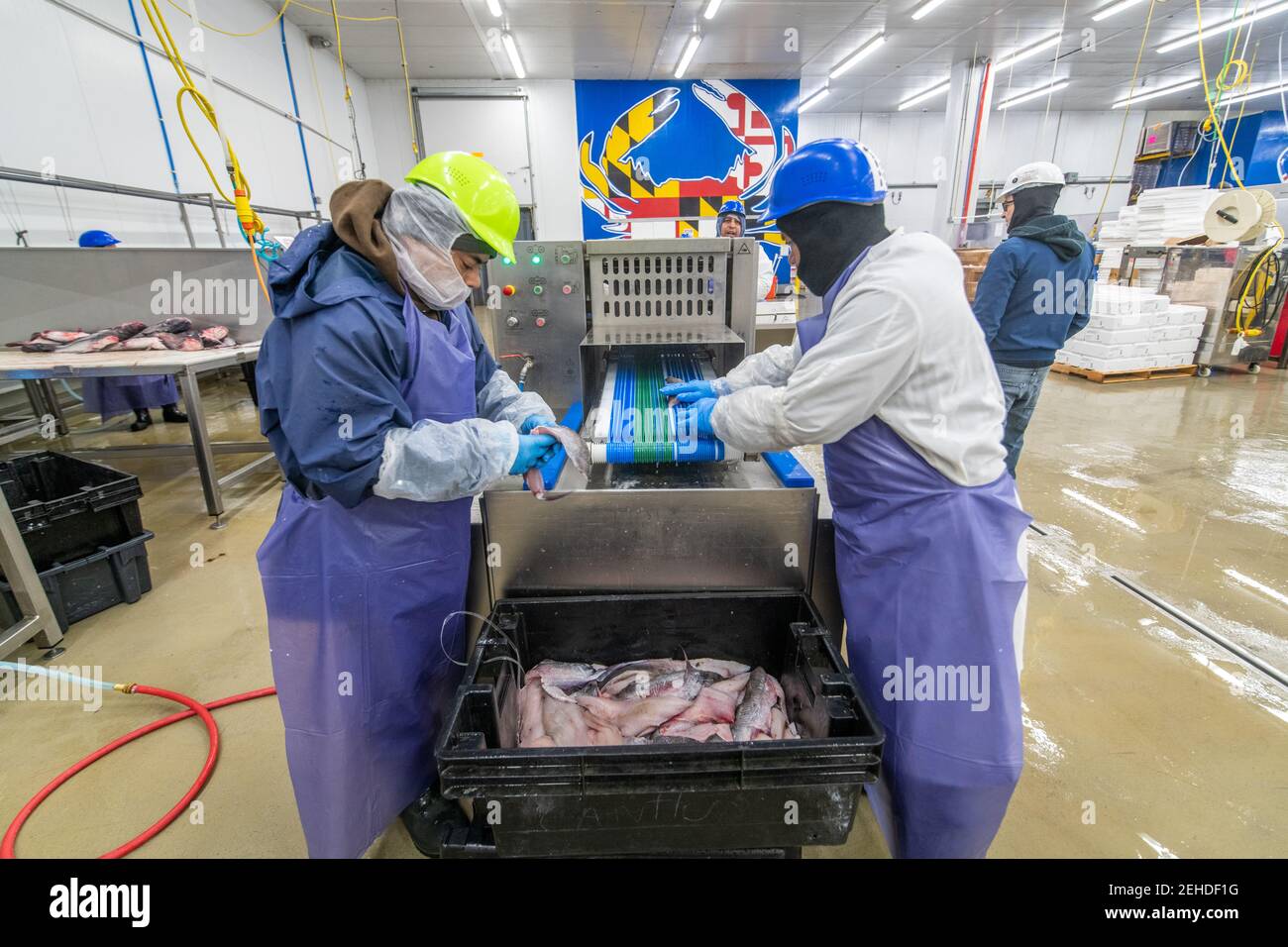 Workers in uniform sort cut pieces of fish at seafood packing plant