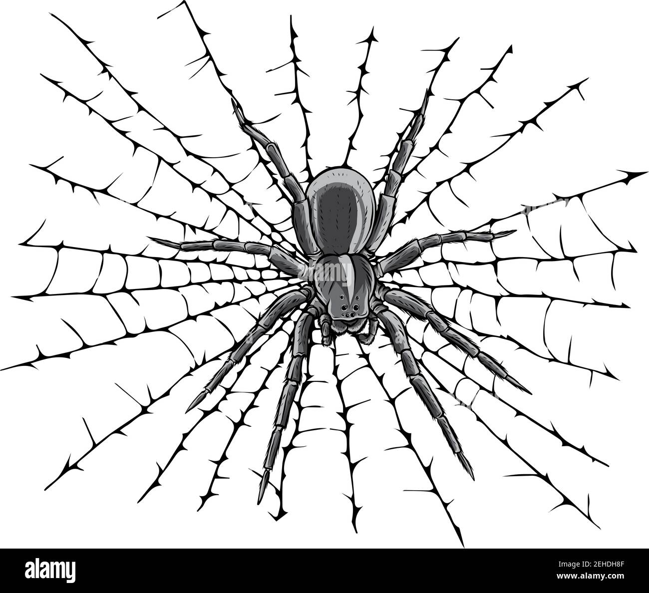 Hanging spider on web thread Royalty Free Vector Image