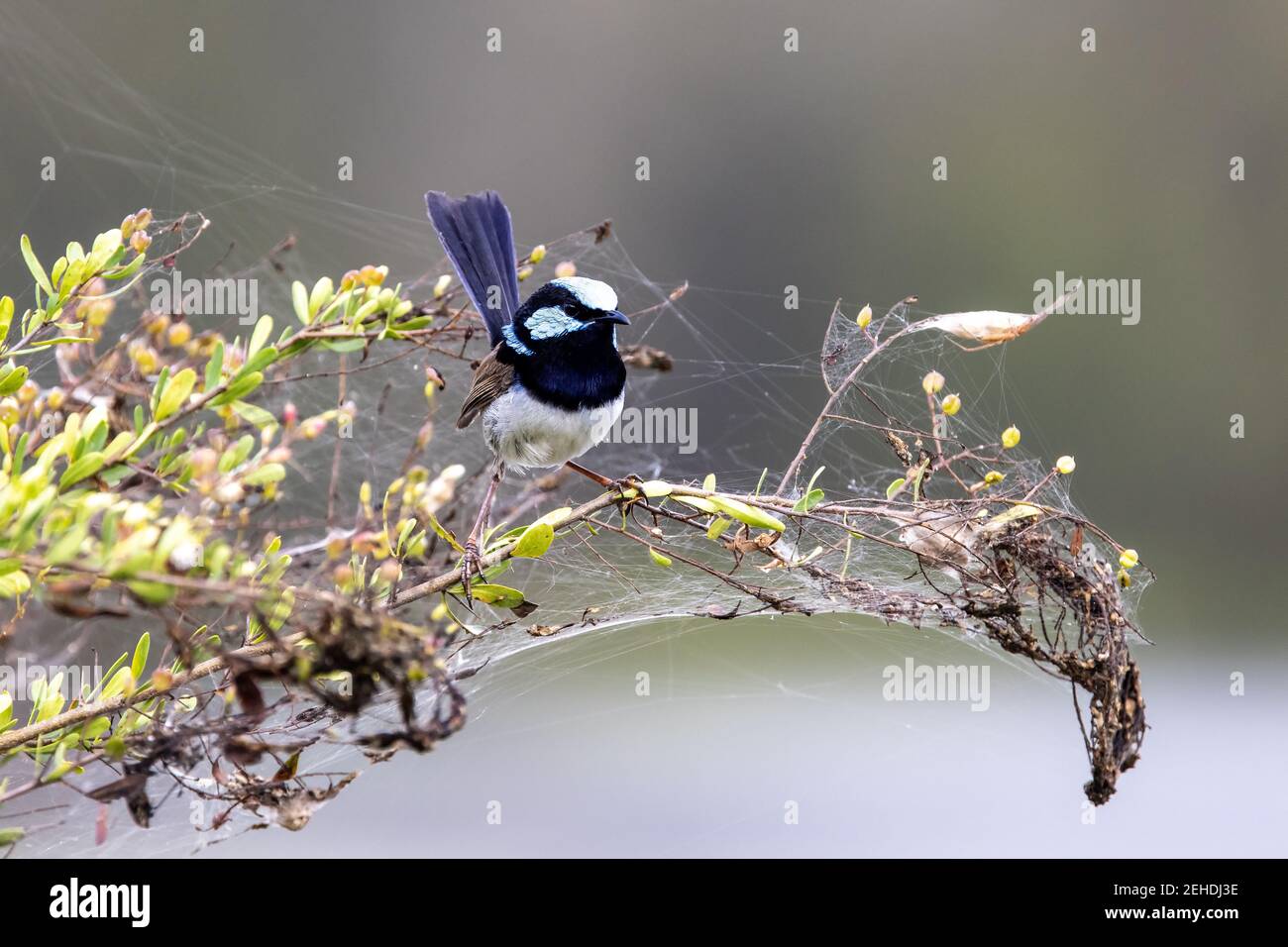 Male Superb Fairywren perched in shrub with spider webs Stock Photo