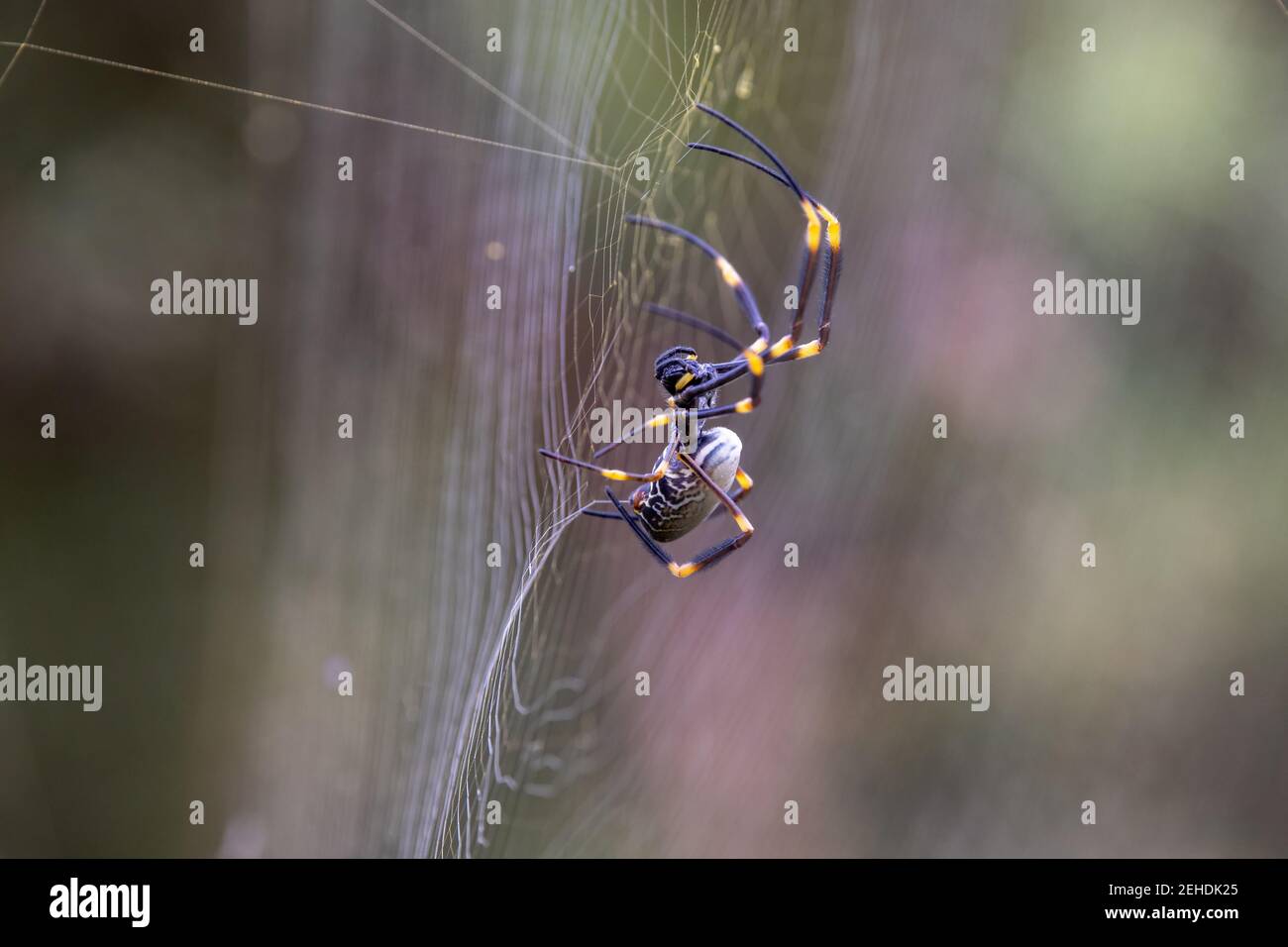 Golden Orb Spider spinning it's web Stock Photo Alamy