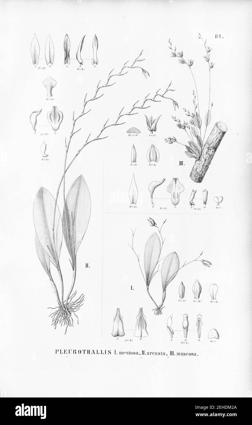 Pabstiella yauaperyensis (as Pleurothallis mentosa) - Stelis arcuata (as Pleurothallis arcuata) - Acianthera muscosa (as Pleurothallis muscosa) - Flora Brasiliensis 3-4-84. Stock Photo