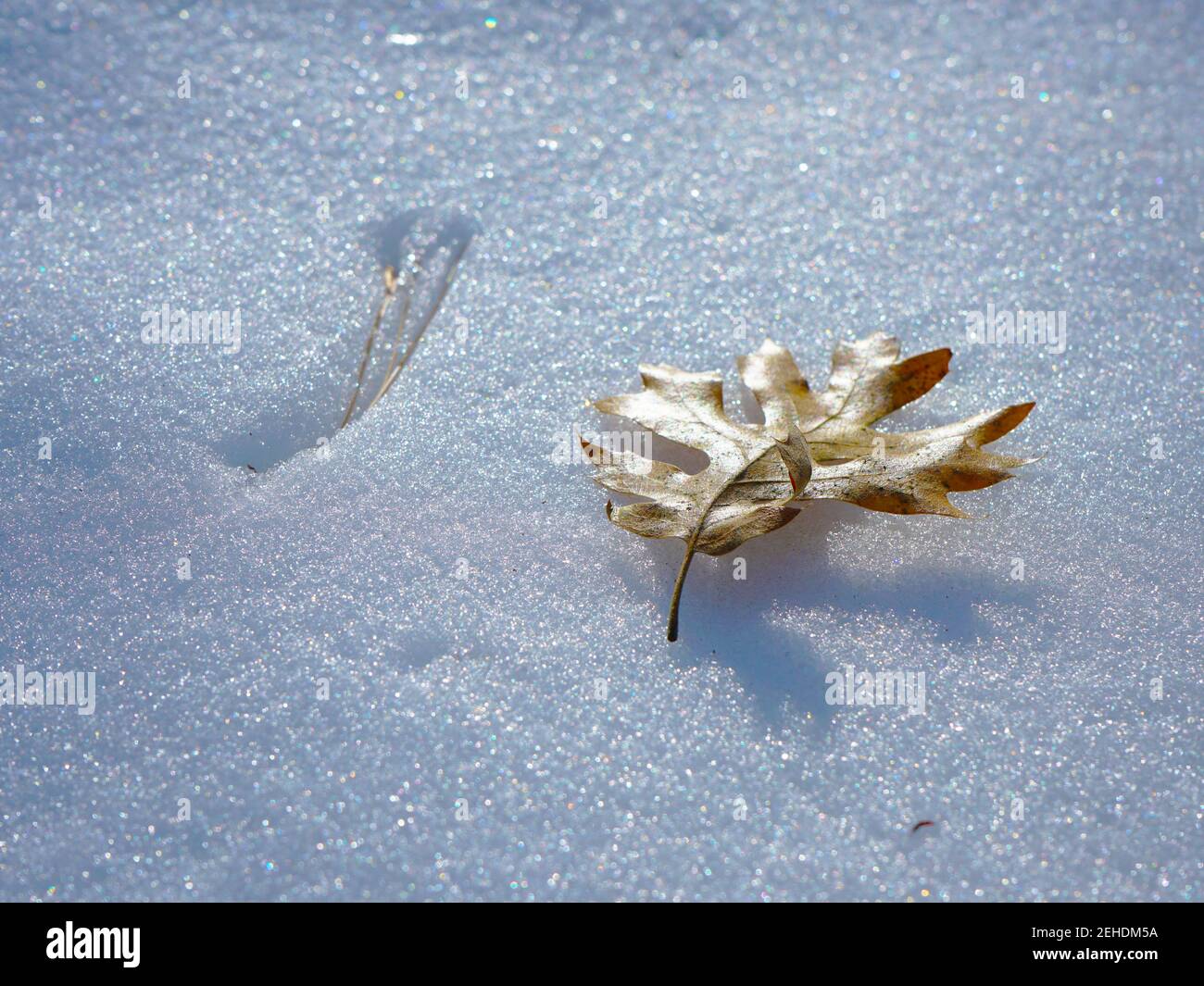 Low Angle View of Fallen oak leaf and pine needle on snow Stock Photo