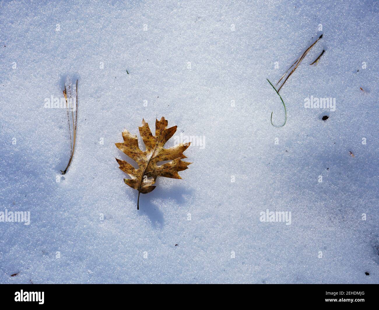 High Angle View of Fallen oak leaf and pine needle on snow Stock Photo