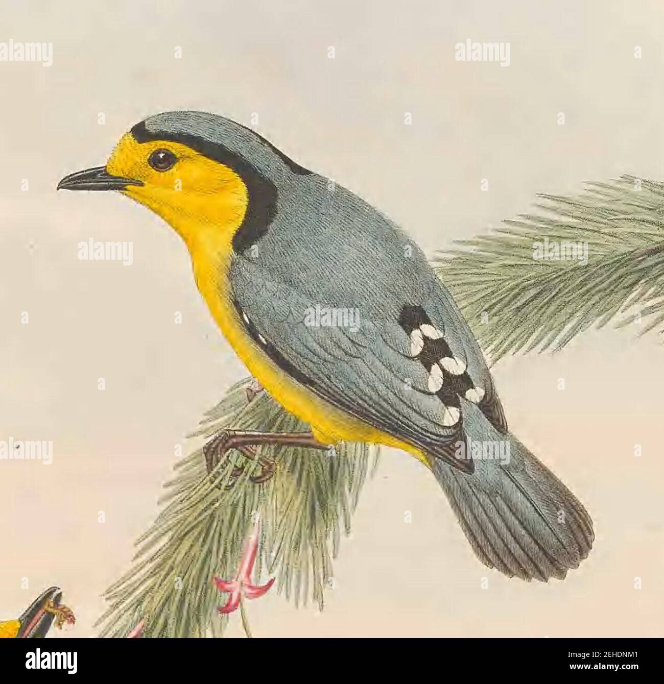 Pachycare flavogrisea The Birds of New Guinea (cropped Stock Photo