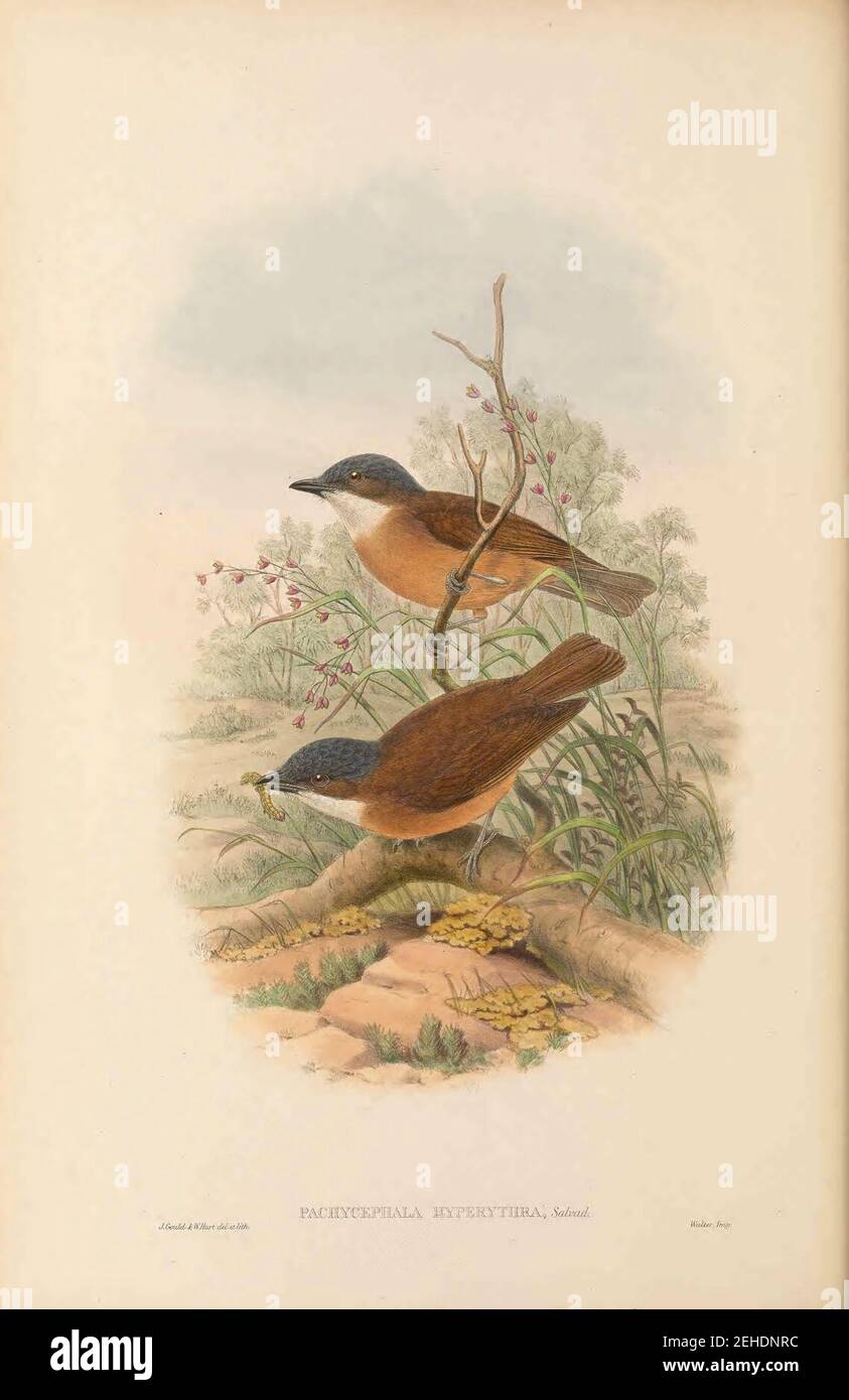 Pachycephala hyperythra - The Birds of New Guinea. Stock Photo