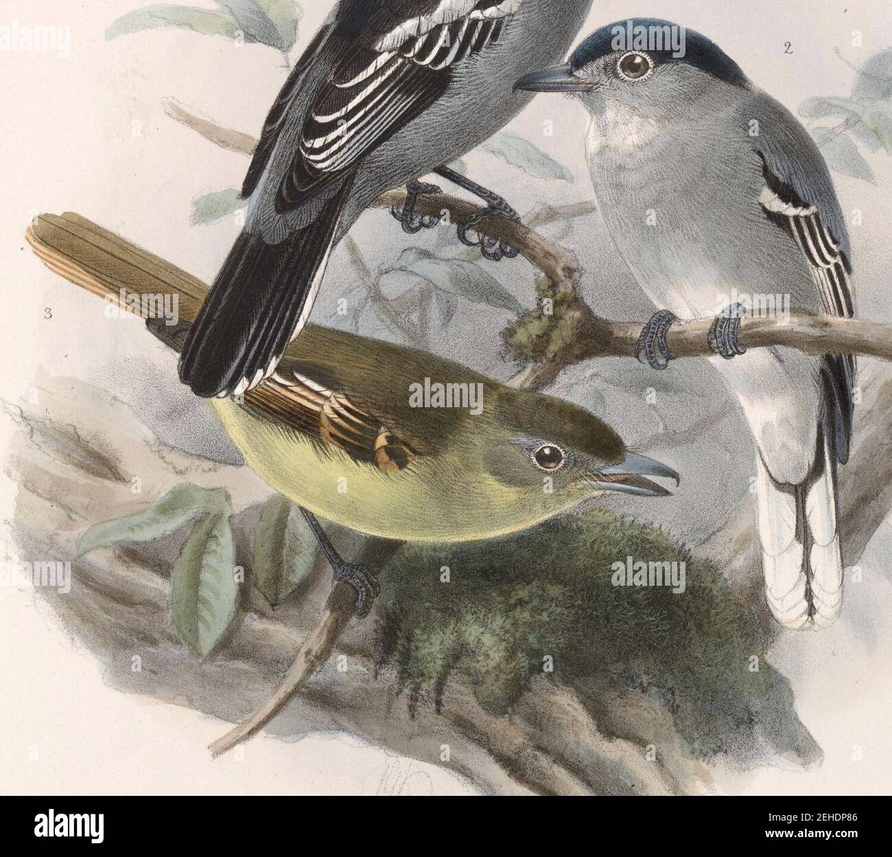 Pachyramphus albogriseus 1902 Stock Photo Alamy