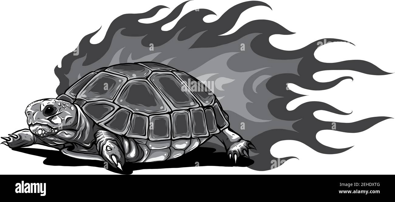 turtle isolated on white background Stock Vector Image & Art - Alamy