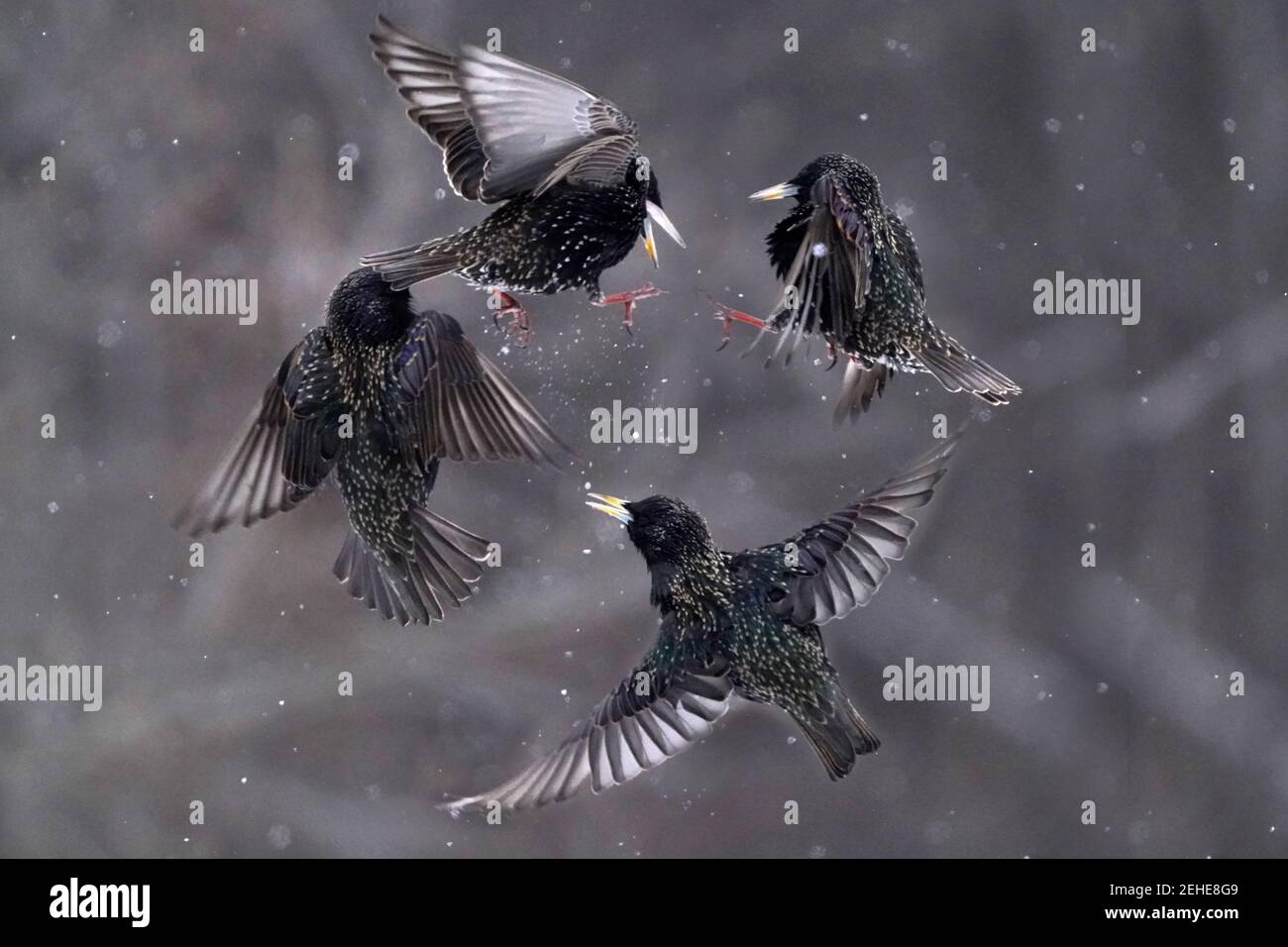 European Starling rush hour around feeder Stock Photo