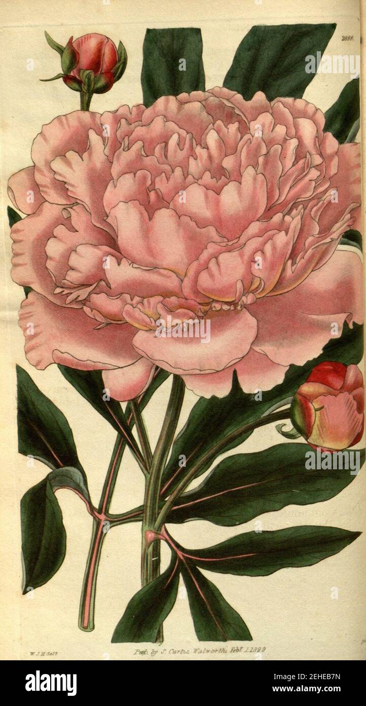 Paeonia albiflora var. rosea Bot. Mag. 56. 2888. 1829.. Stock Photo