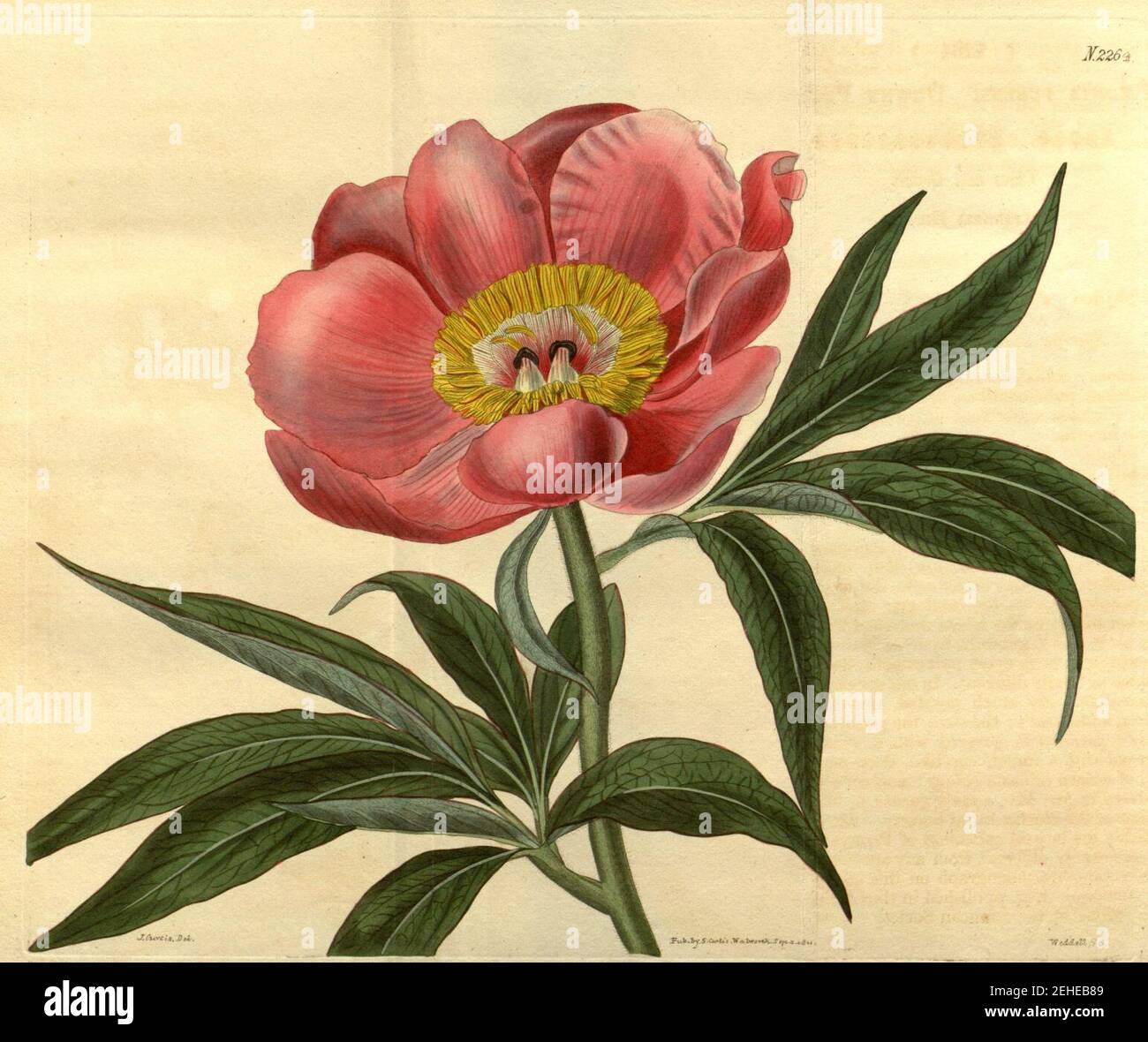 Paeonia mollis Bot. Mag. 48. 2264. 1821. Stock Photo