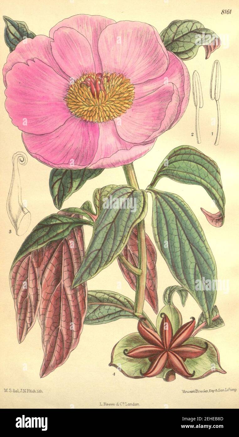 Paeonia cambessedesii Bot. Mag. 133. 8161. 1907. Stock Photo