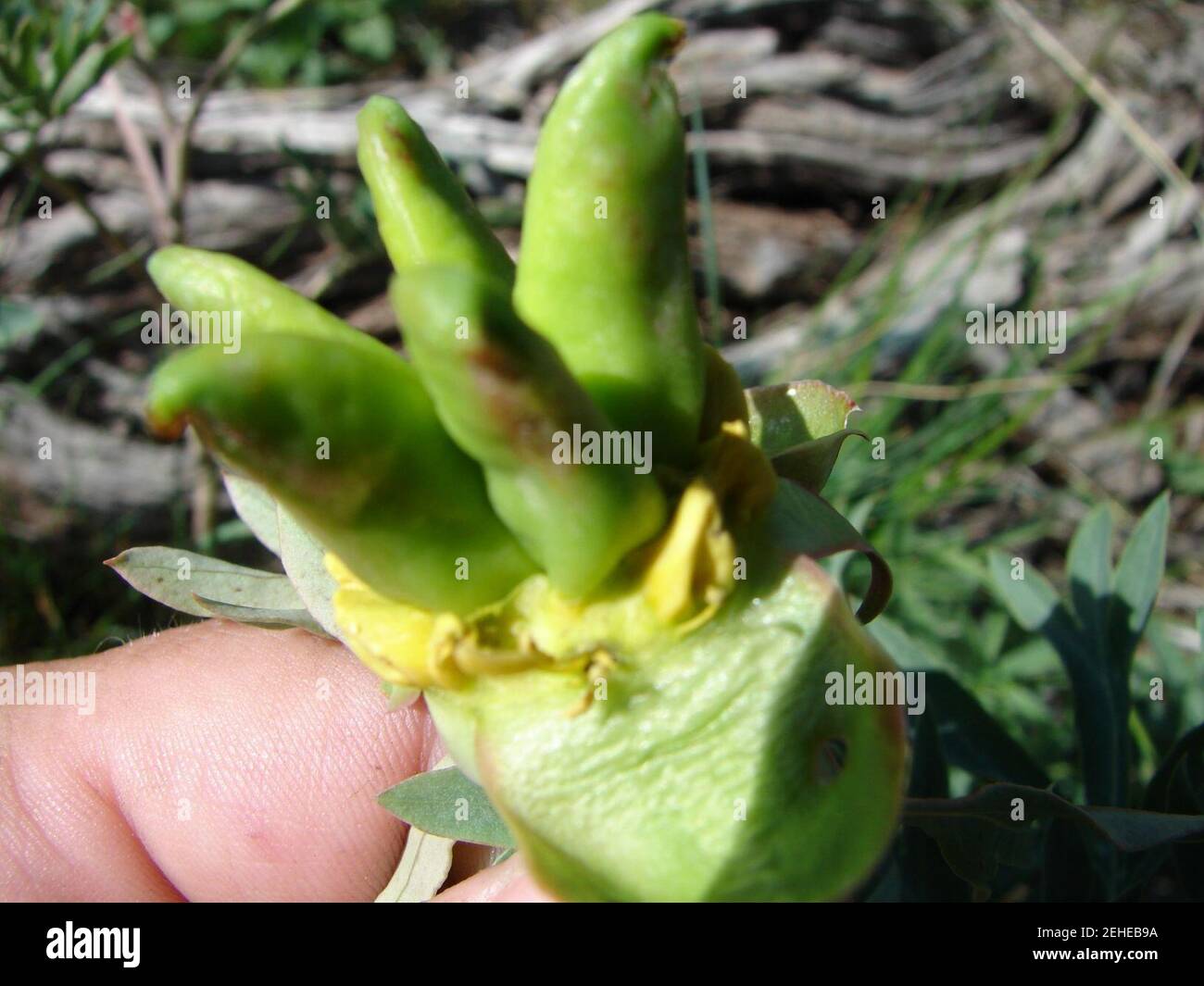 Paeonia brownii folicles. Stock Photo