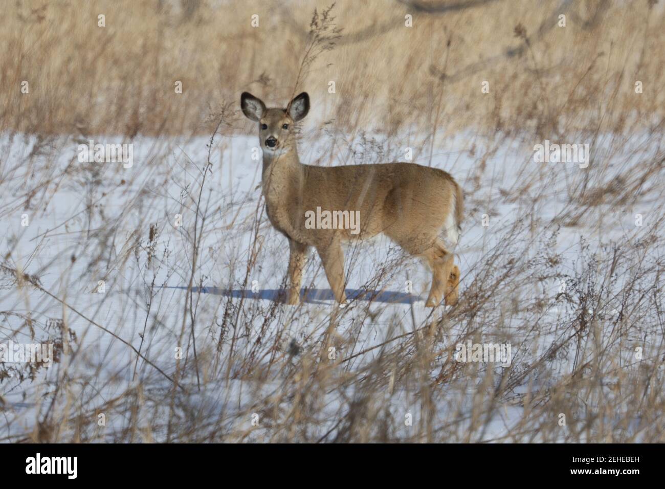 White tailed deer in the wild Stock Photo