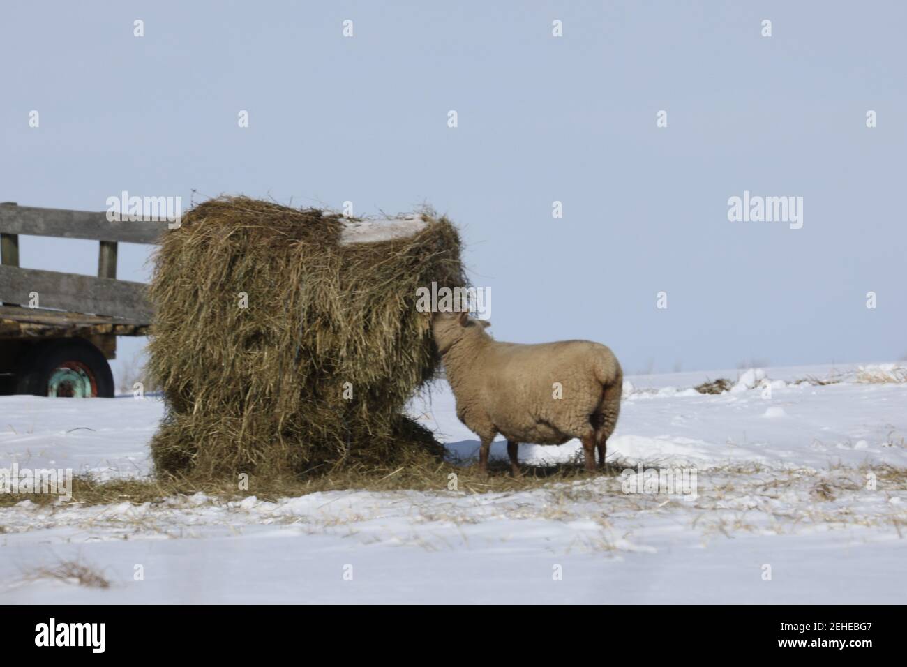 Sheep eating round bales in winter Stock Photo