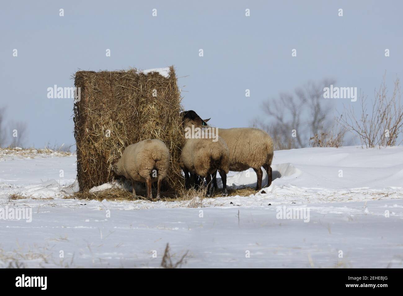 Sheep eating round bales in winter Stock Photo