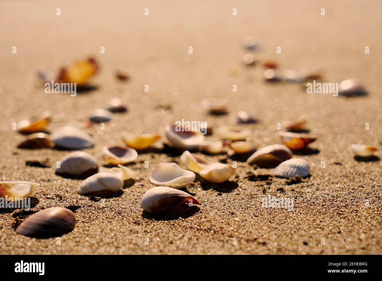 clam shells on the beach sand Stock Photo