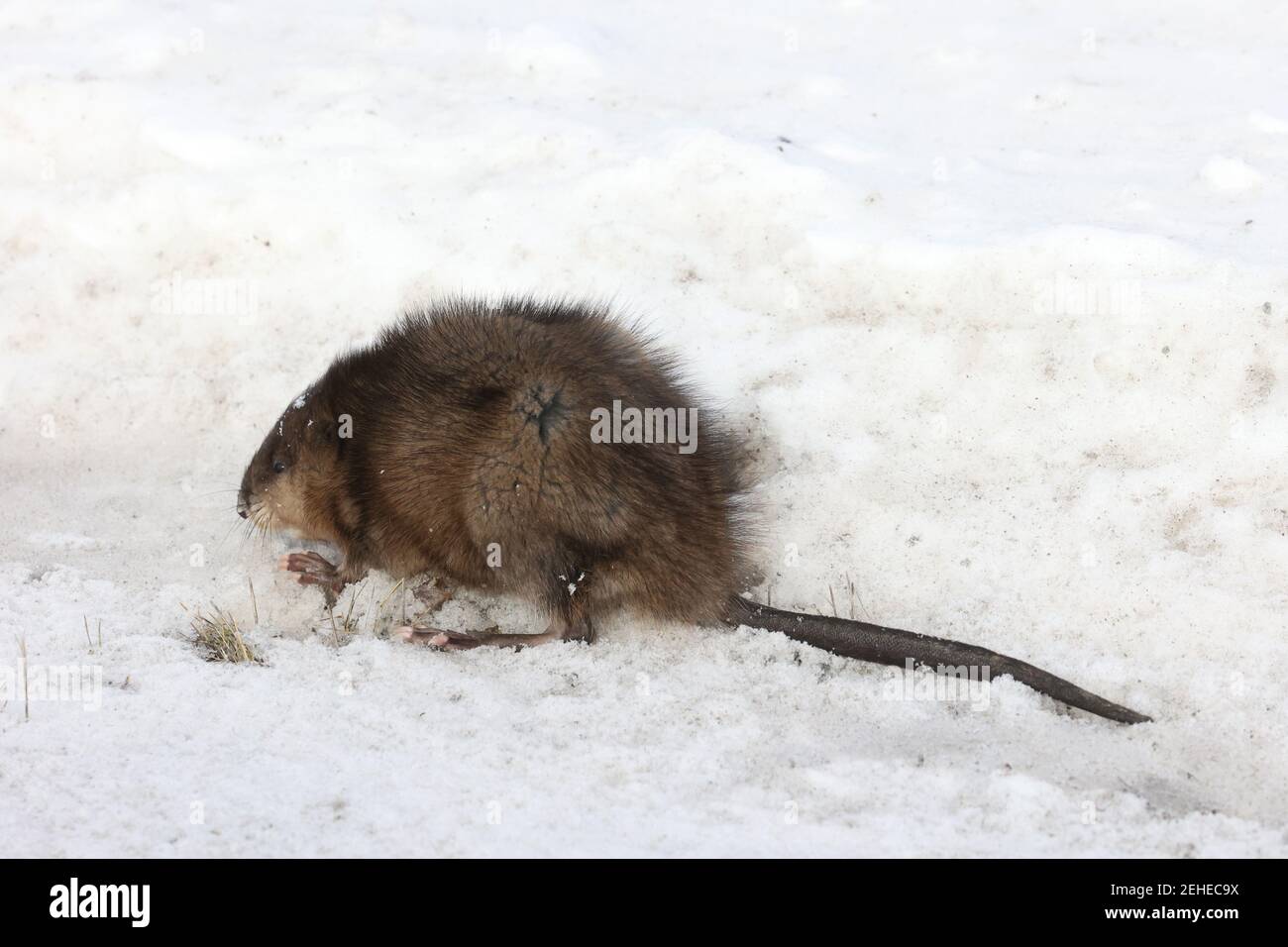 Muskrat out of water looking for food in winter Stock Photo