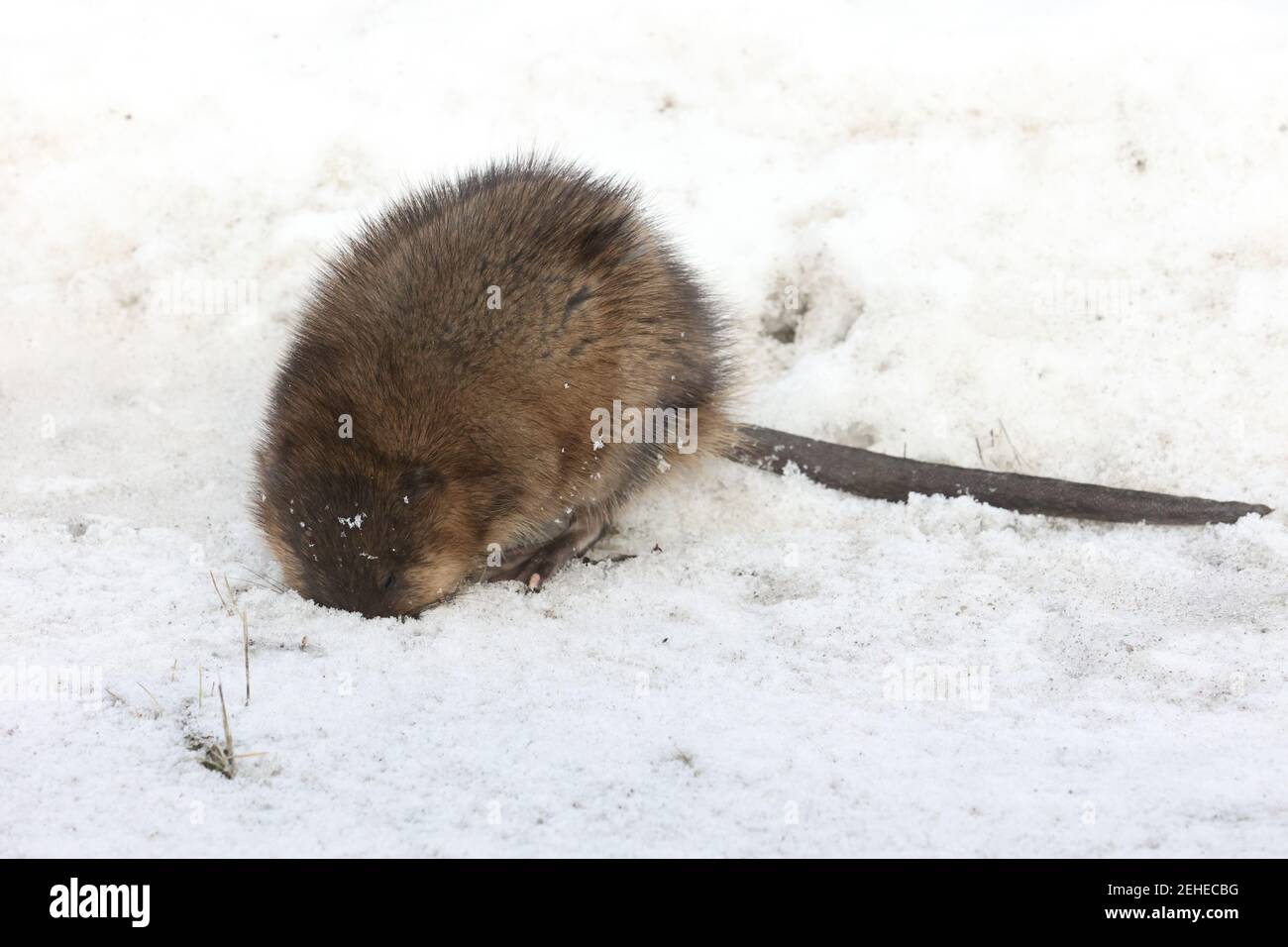 Muskrat out of water looking for food in winter Stock Photo