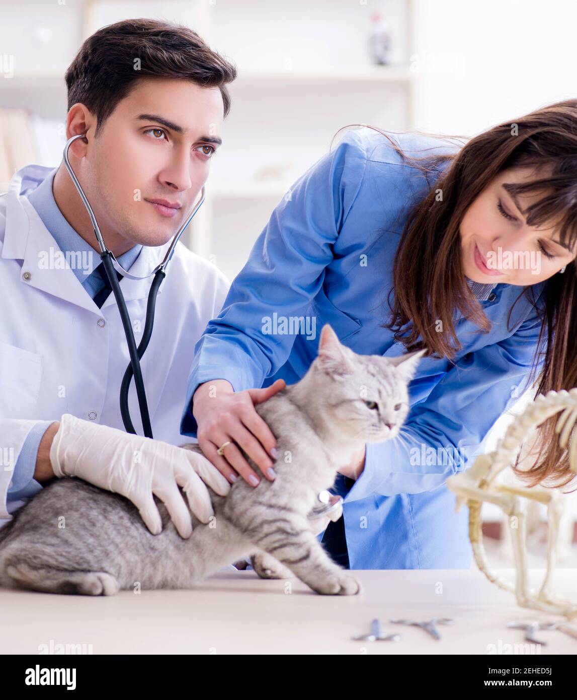 The cat being examining in vet clinic Stock Photo Alamy