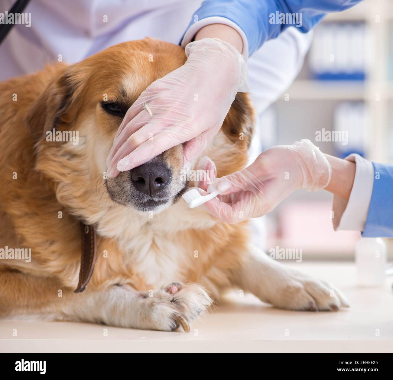 Doctor and assistant checking up golden retriever dog in vet clinic ...