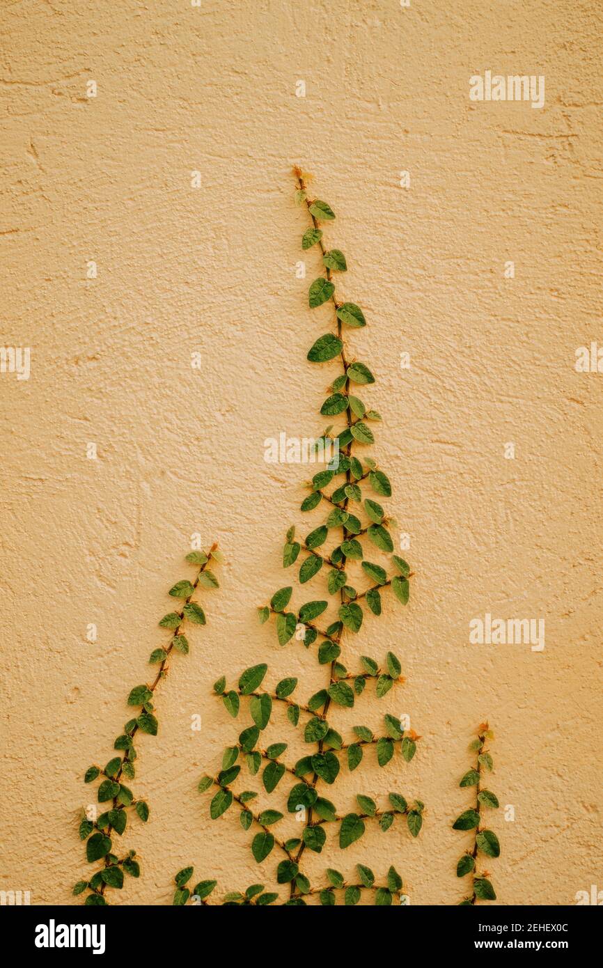 hedera helix or ivy climbing on a light colored wall Stock Photo