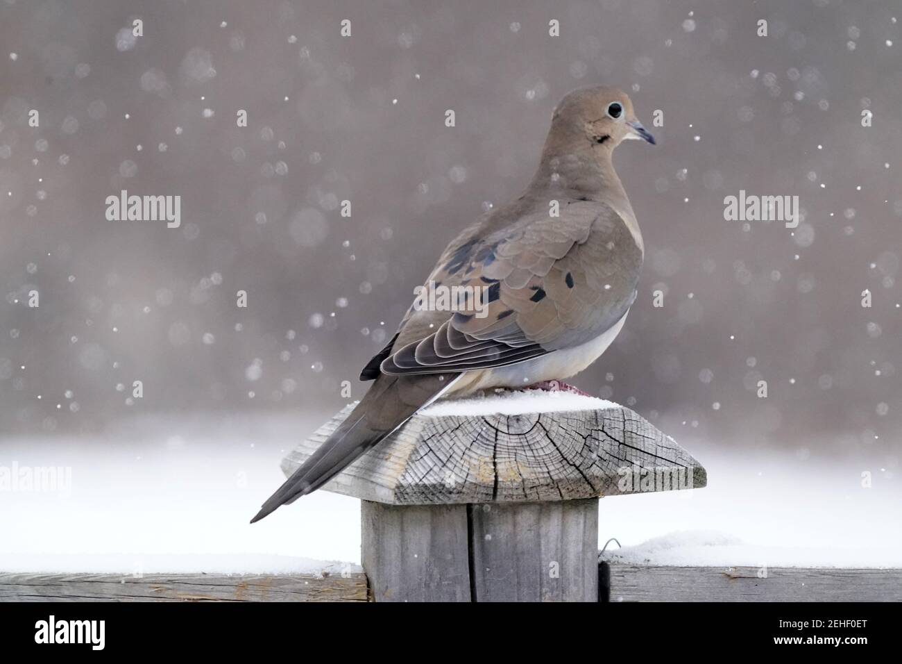 Mourning dove Stock Photo