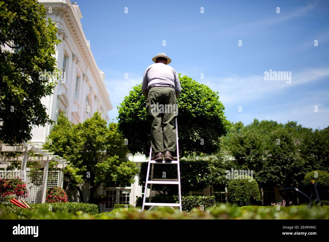 A National Park Service employee tends to a tree on a ladder in the Jacqueline Kennedy Garden outside the East Wing of the White House, June 1, 2009. Stock Photo
