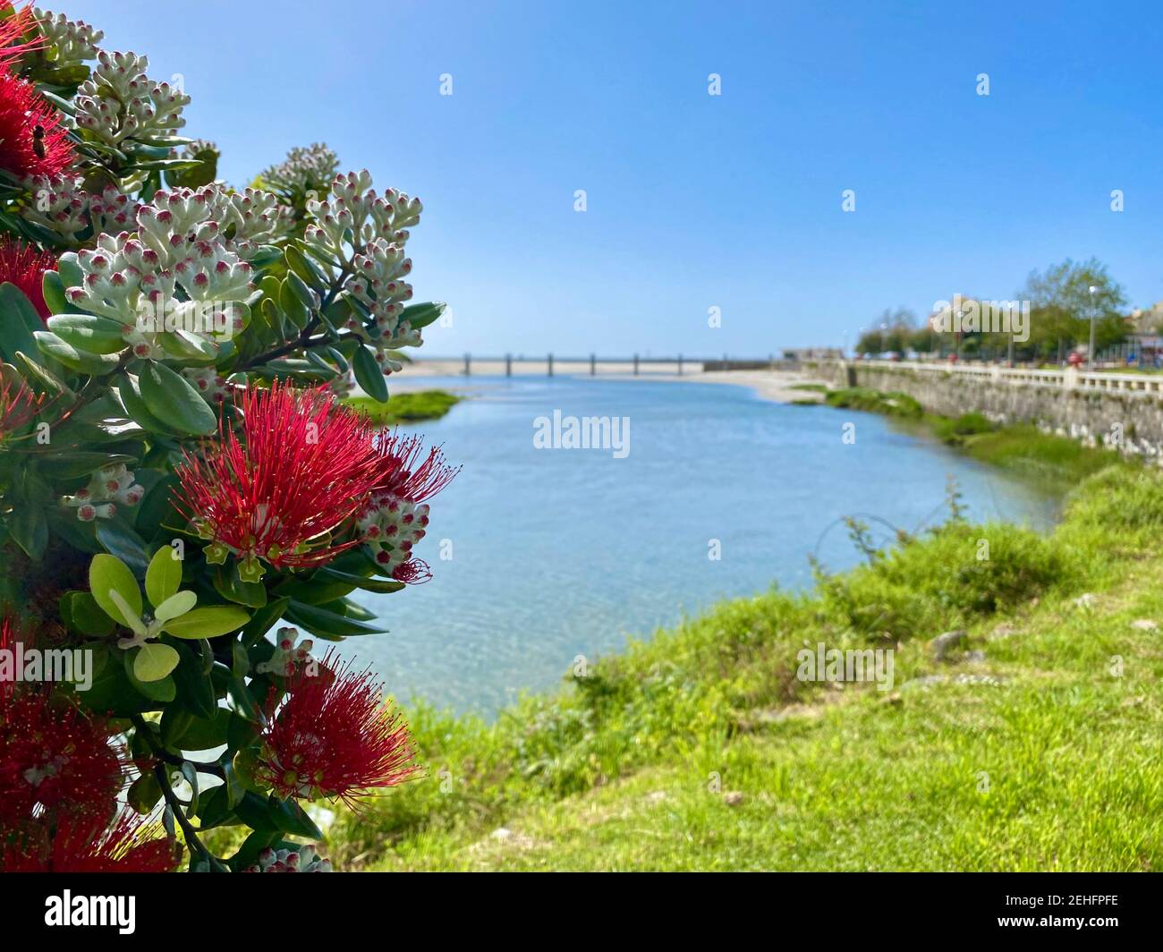 callistemon, flowering tree overlooking the river and the city of Port Stock Photo