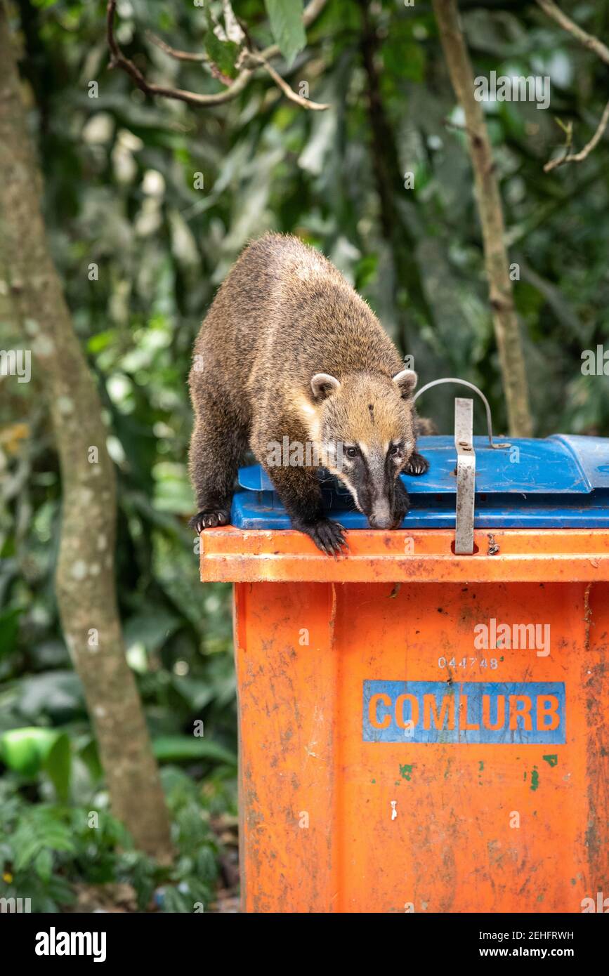 Coati racoon on top of orange trash can in green rainforest Tijuca Park ...