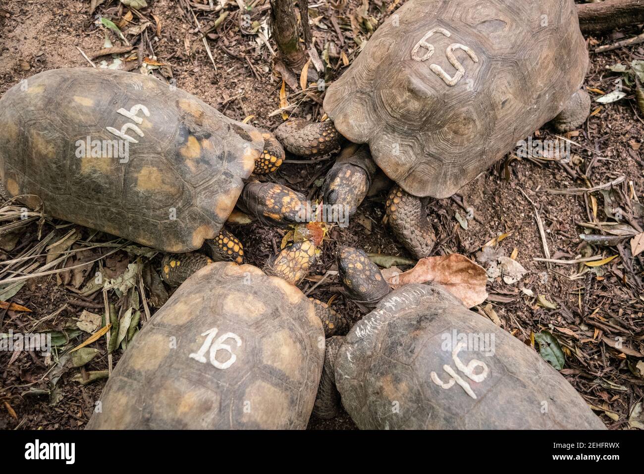 Ground turtles in green rainforest area, Tijuca Park, Rio de Janeiro, Brazil Stock Photo