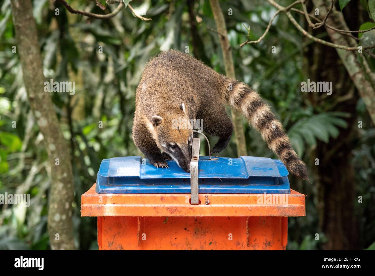 Coati racoon on top of orange trash can in green rainforest Tijuca Park ...