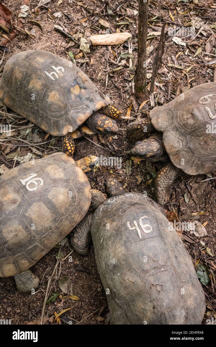Ground turtles in green rainforest area, Tijuca Park, Rio de Janeiro, Brazil Stock Photo