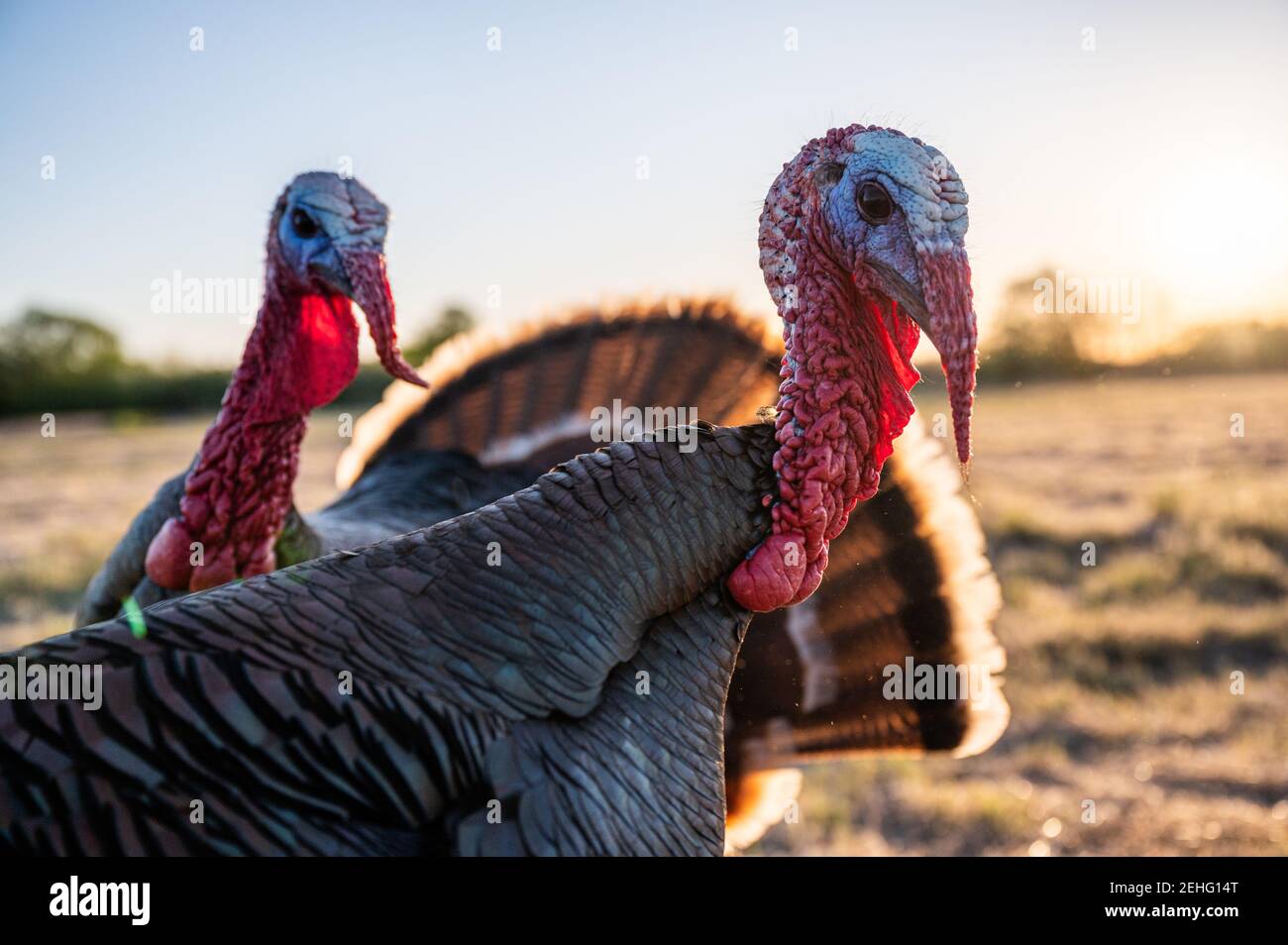 Turkeys near pasture at sunset Stock Photo