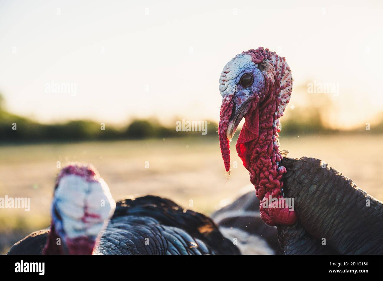 Turkeys near pasture at sunset Stock Photo