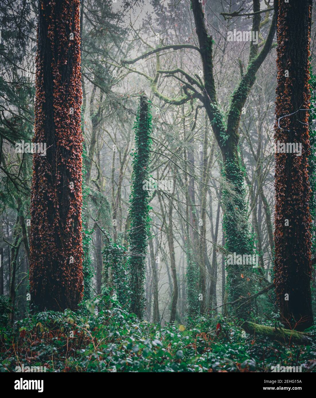 Oregon forest during a rain storm Stock Photo